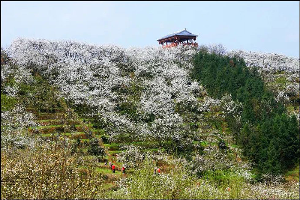 【春天，广西桂林灌阳县向您发出邀请！】我们在灌阳看梨花 - 游山玩水 - 广州生活社区 - 广州28生活网 gz.28life.net