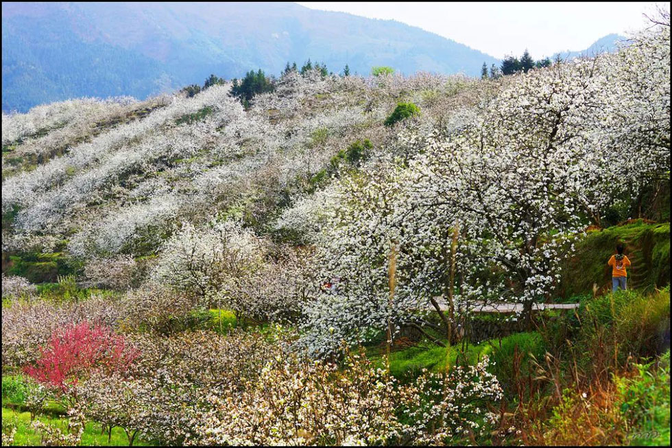 【春天，广西桂林灌阳县向您发出邀请！】我们在灌阳看梨花 - 游山玩水 - 广州生活社区 - 广州28生活网 gz.28life.net