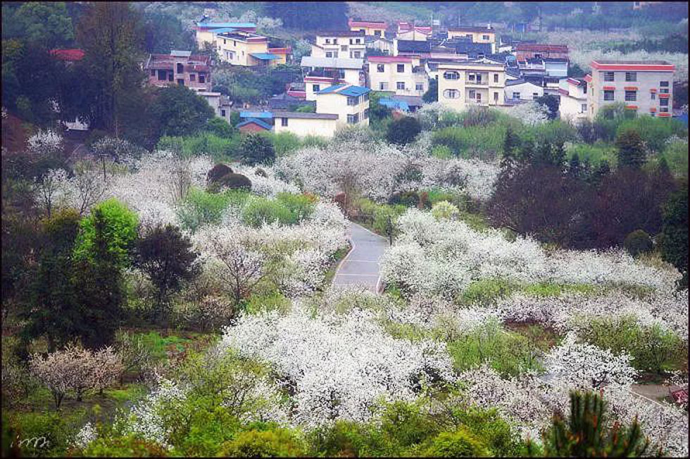 【春天，广西桂林灌阳县向您发出邀请！】我们在灌阳看梨花 - 游山玩水 - 广州生活社区 - 广州28生活网 gz.28life.net