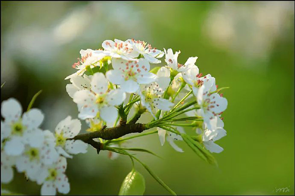 【春天，广西桂林灌阳县向您发出邀请！】我们在灌阳看梨花 - 游山玩水 - 广州生活社区 - 广州28生活网 gz.28life.net