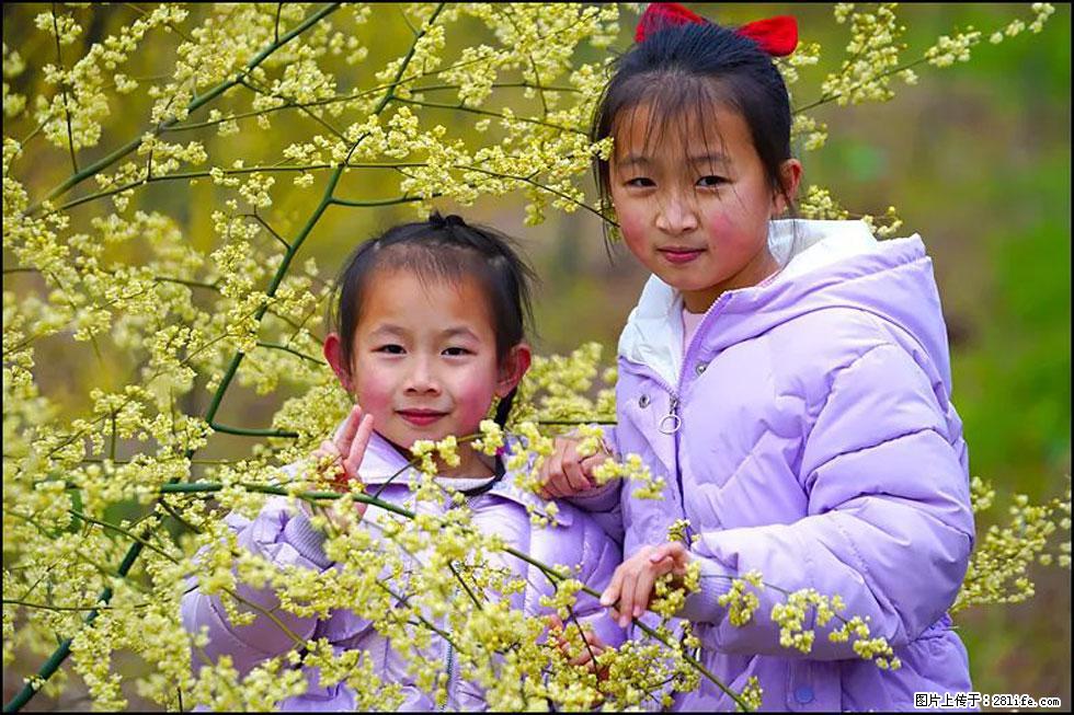 【春天，广西桂林灌阳县向您发出邀请！】米珠山前有片山苍子花在飘香 - 游山玩水 - 广州生活社区 - 广州28生活网 gz.28life.net