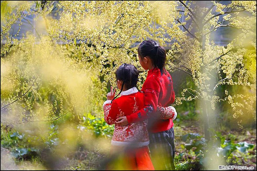 【春天，广西桂林灌阳县向您发出邀请！】米珠山前有片山苍子花在飘香 - 游山玩水 - 广州生活社区 - 广州28生活网 gz.28life.net