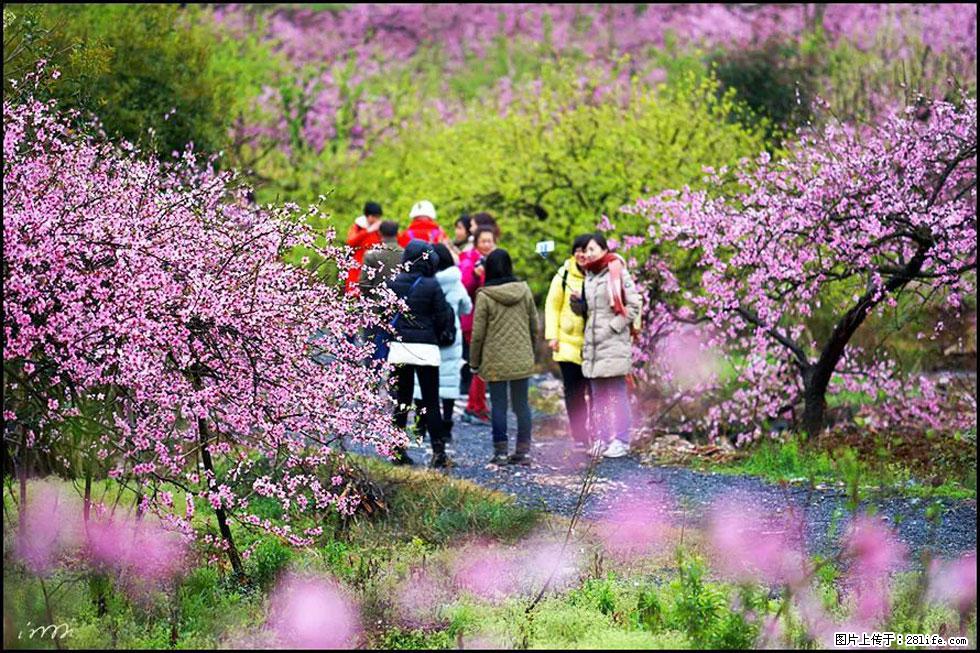 【春天，广西桂林灌阳县向您发出邀请！】官庄村有个醉美的桃花园 - 游山玩水 - 广州生活社区 - 广州28生活网 gz.28life.net