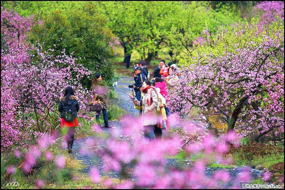 【春天，广西桂林灌阳县向您发出邀请！】官庄村有个醉美的桃花园 - 游山玩水 - 广州生活社区 - 广州28生活网 gz.28life.net