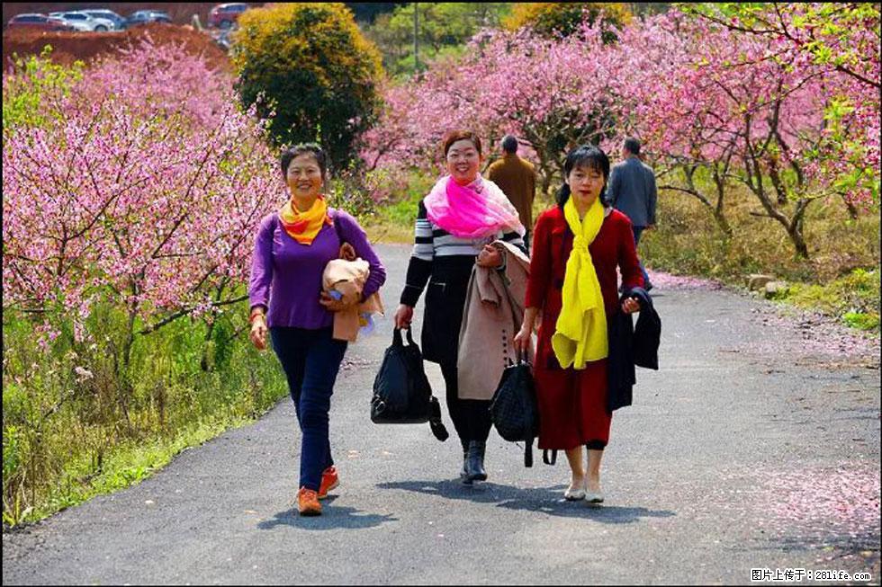 【春天，广西桂林灌阳县向您发出邀请！】官庄村有个醉美的桃花园 - 游山玩水 - 广州生活社区 - 广州28生活网 gz.28life.net