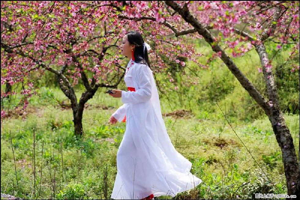 【春天，广西桂林灌阳县向您发出邀请！】官庄村有个醉美的桃花园 - 游山玩水 - 广州生活社区 - 广州28生活网 gz.28life.net
