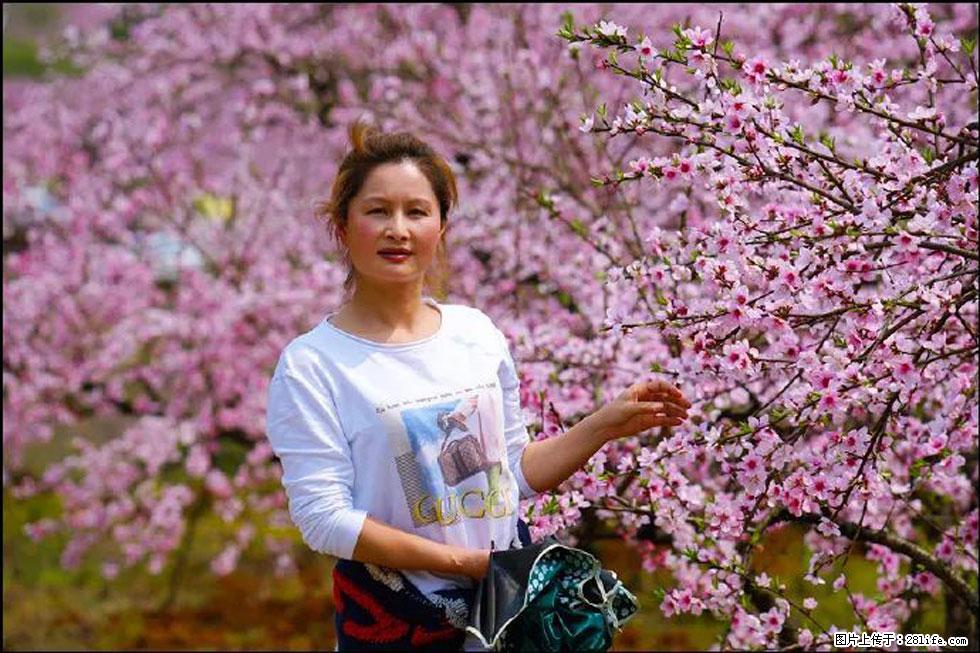 【春天，广西桂林灌阳县向您发出邀请！】官庄村有个醉美的桃花园 - 游山玩水 - 广州生活社区 - 广州28生活网 gz.28life.net