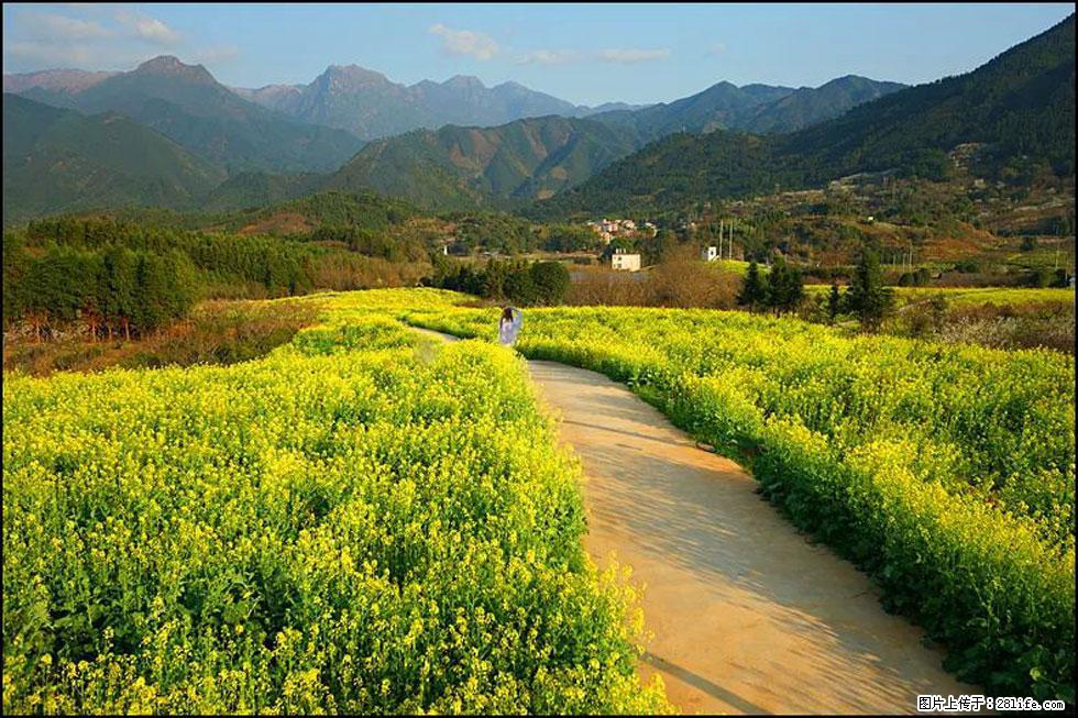 【春天,广西桂林灌阳县向您发出邀请!】长坪村油菜盛情花开 - 游山玩水 - 广州生活社区 - 广州28生活网 gz.28life.net