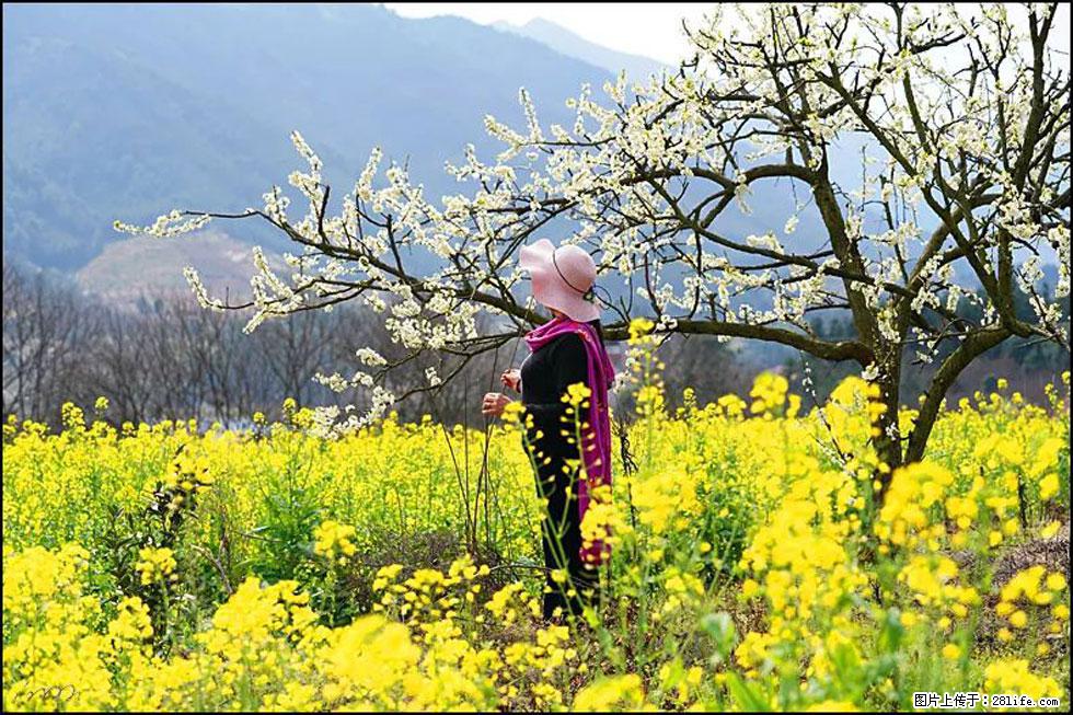 【春天,广西桂林灌阳县向您发出邀请!】长坪村油菜盛情花开 - 游山玩水 - 广州生活社区 - 广州28生活网 gz.28life.net