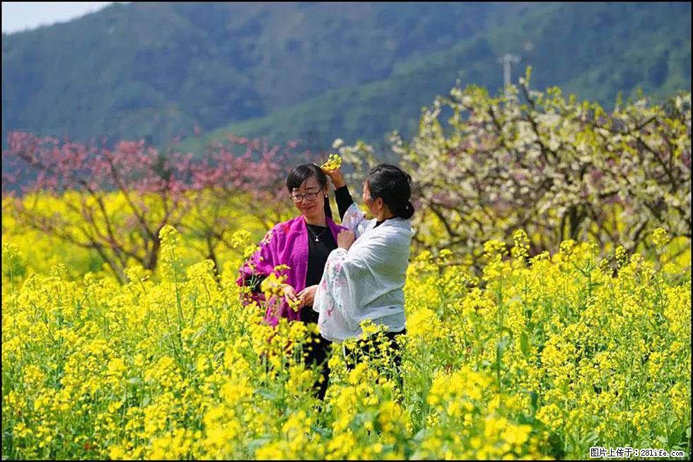 【春天,广西桂林灌阳县向您发出邀请!】长坪村油菜盛情花开 - 游山玩水 - 广州生活社区 - 广州28生活网 gz.28life.net