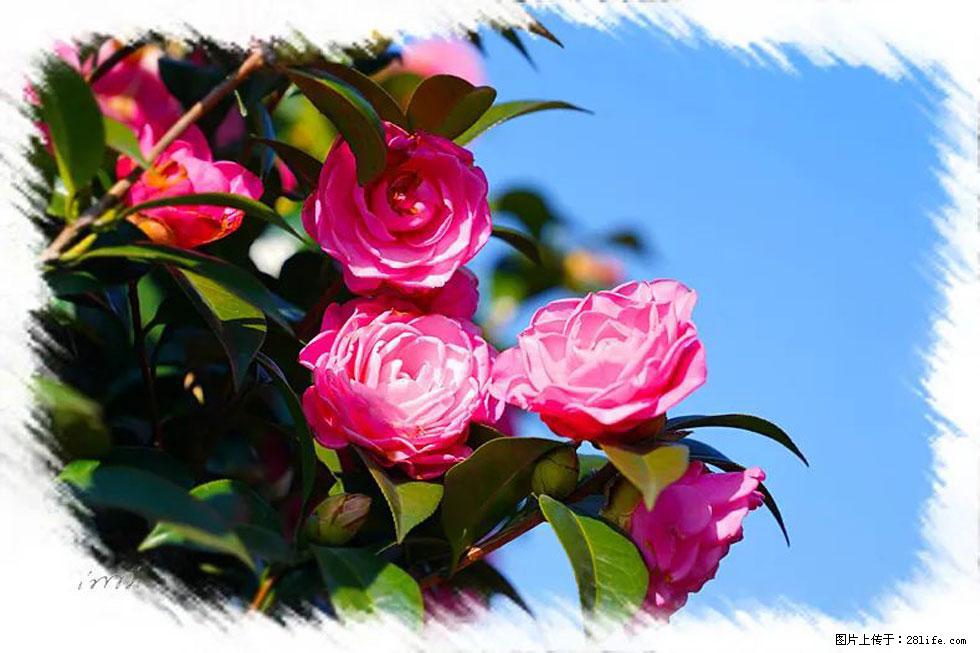 【春天，广西桂林灌阳县向您发出邀请！】杨柳井茶花惹人爱 - 游山玩水 - 广州生活社区 - 广州28生活网 gz.28life.net