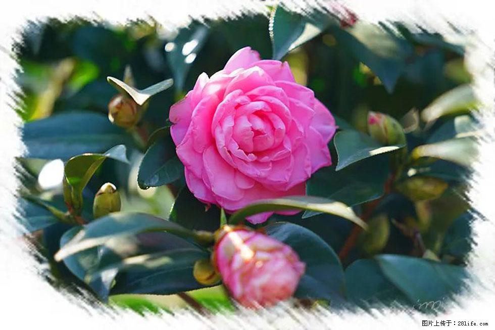 【春天，广西桂林灌阳县向您发出邀请！】杨柳井茶花惹人爱 - 游山玩水 - 广州生活社区 - 广州28生活网 gz.28life.net