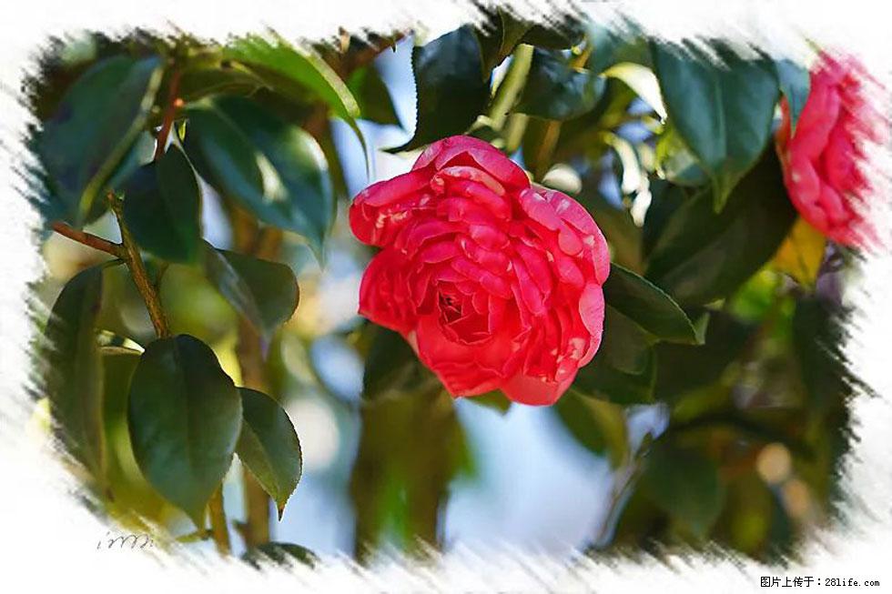 【春天，广西桂林灌阳县向您发出邀请！】杨柳井茶花惹人爱 - 游山玩水 - 广州生活社区 - 广州28生活网 gz.28life.net