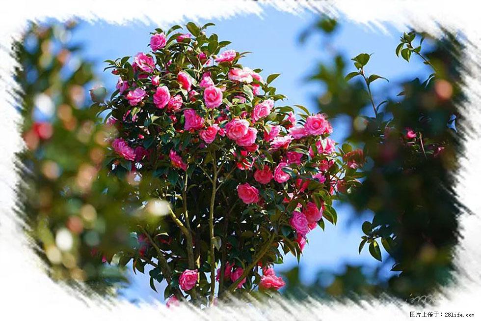 【春天，广西桂林灌阳县向您发出邀请！】杨柳井茶花惹人爱 - 游山玩水 - 广州生活社区 - 广州28生活网 gz.28life.net