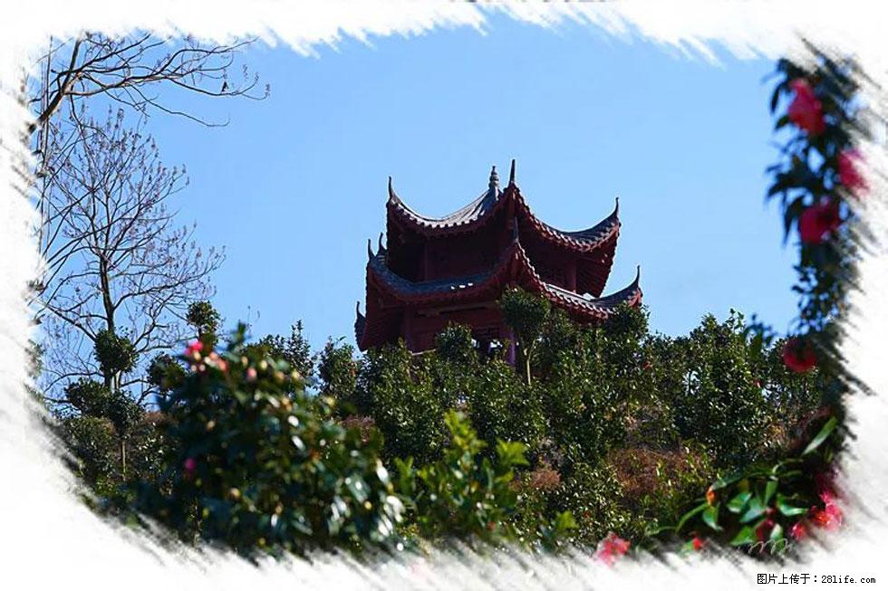 【春天，广西桂林灌阳县向您发出邀请！】杨柳井茶花惹人爱 - 游山玩水 - 广州生活社区 - 广州28生活网 gz.28life.net