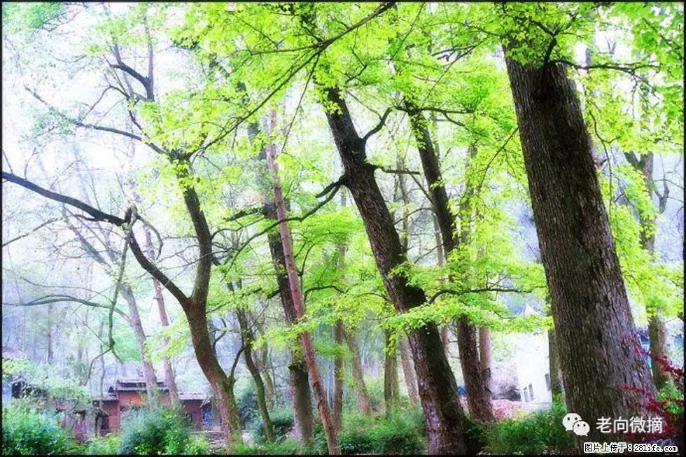 【春天，广西桂林灌阳县向您发出邀请！】在小龙村与春天约会 - 游山玩水 - 广州生活社区 - 广州28生活网 gz.28life.net