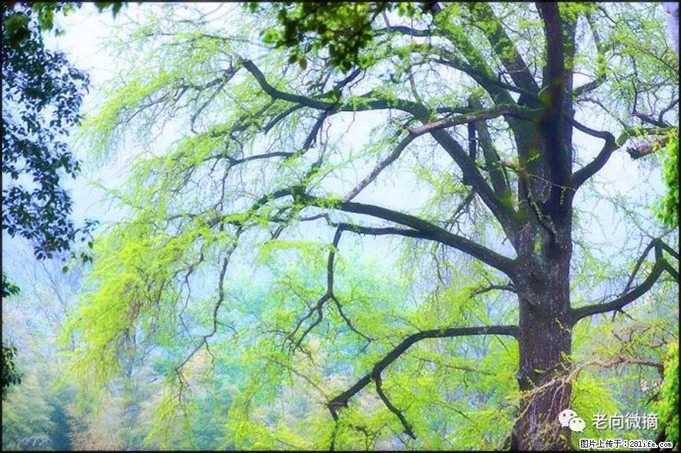 【春天，广西桂林灌阳县向您发出邀请！】在小龙村与春天约会 - 游山玩水 - 广州生活社区 - 广州28生活网 gz.28life.net
