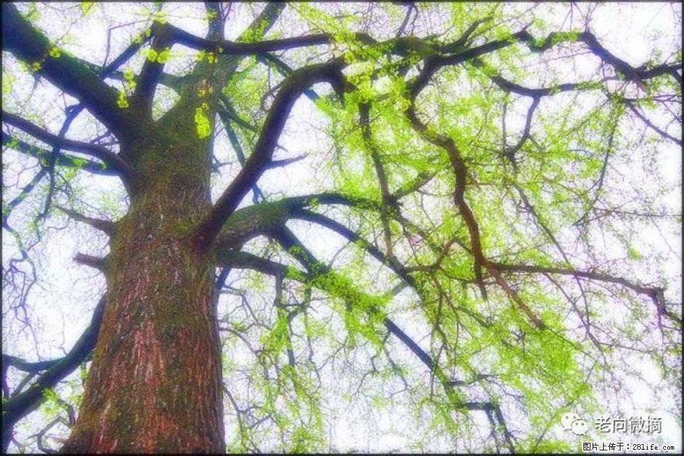 【春天，广西桂林灌阳县向您发出邀请！】在小龙村与春天约会 - 游山玩水 - 广州生活社区 - 广州28生活网 gz.28life.net