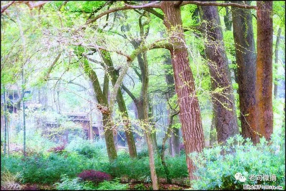 【春天，广西桂林灌阳县向您发出邀请！】在小龙村与春天约会 - 游山玩水 - 广州生活社区 - 广州28生活网 gz.28life.net