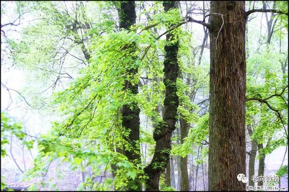 【春天，广西桂林灌阳县向您发出邀请！】在小龙村与春天约会 - 游山玩水 - 广州生活社区 - 广州28生活网 gz.28life.net