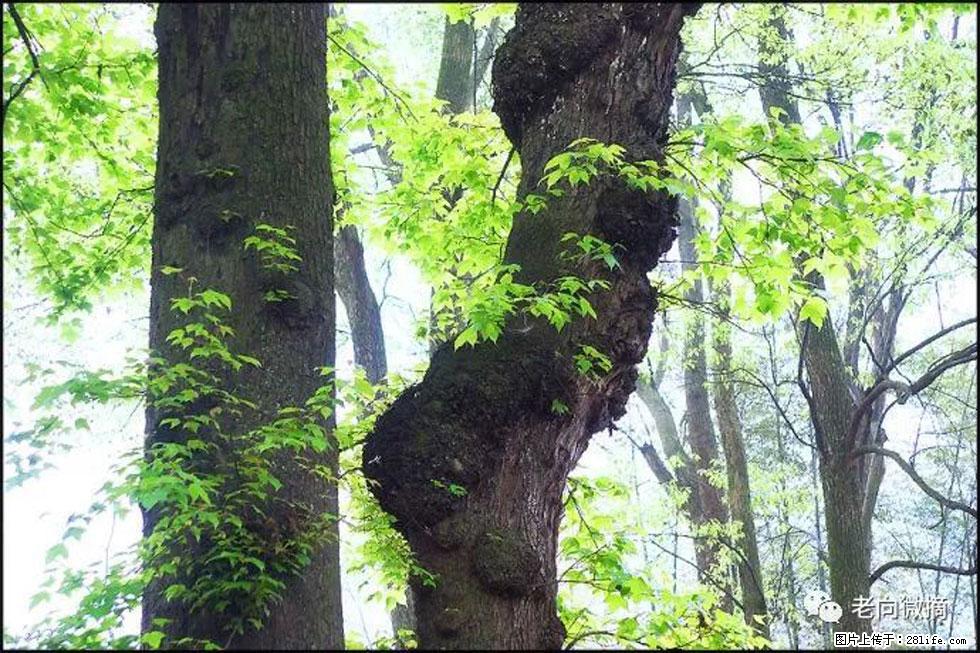 【春天，广西桂林灌阳县向您发出邀请！】在小龙村与春天约会 - 游山玩水 - 广州生活社区 - 广州28生活网 gz.28life.net