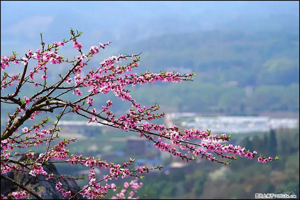 【春天,广西桂林灌阳县向您发出邀请!】望月岭上桃花开 - 游山玩水 - 广州生活社区 - 广州28生活网 gz.28life.net