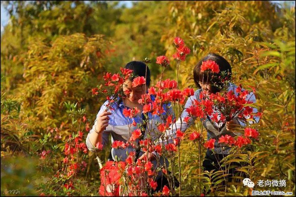 【春天，广西桂林灌阳县向您发出邀请！】登麒麟山，相约映山红 - 游山玩水 - 广州生活社区 - 广州28生活网 gz.28life.net