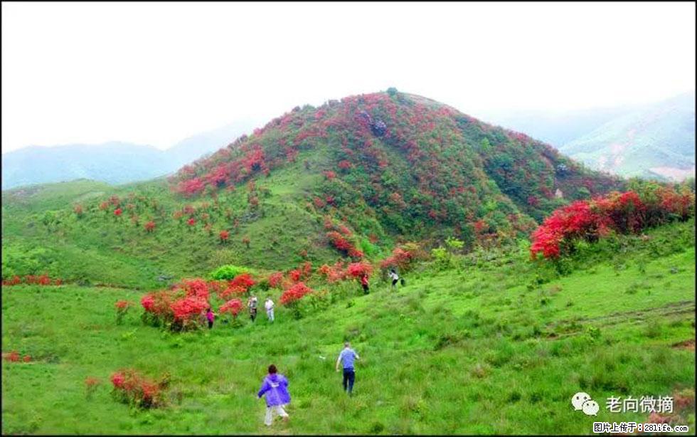 【春天，广西桂林灌阳县向您发出邀请！】宝盖山上映山红 - 游山玩水 - 广州生活社区 - 广州28生活网 gz.28life.net