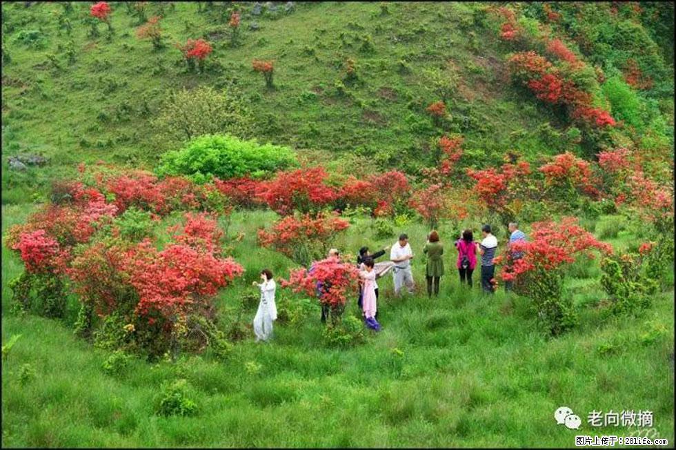 【春天，广西桂林灌阳县向您发出邀请！】宝盖山上映山红 - 游山玩水 - 广州生活社区 - 广州28生活网 gz.28life.net