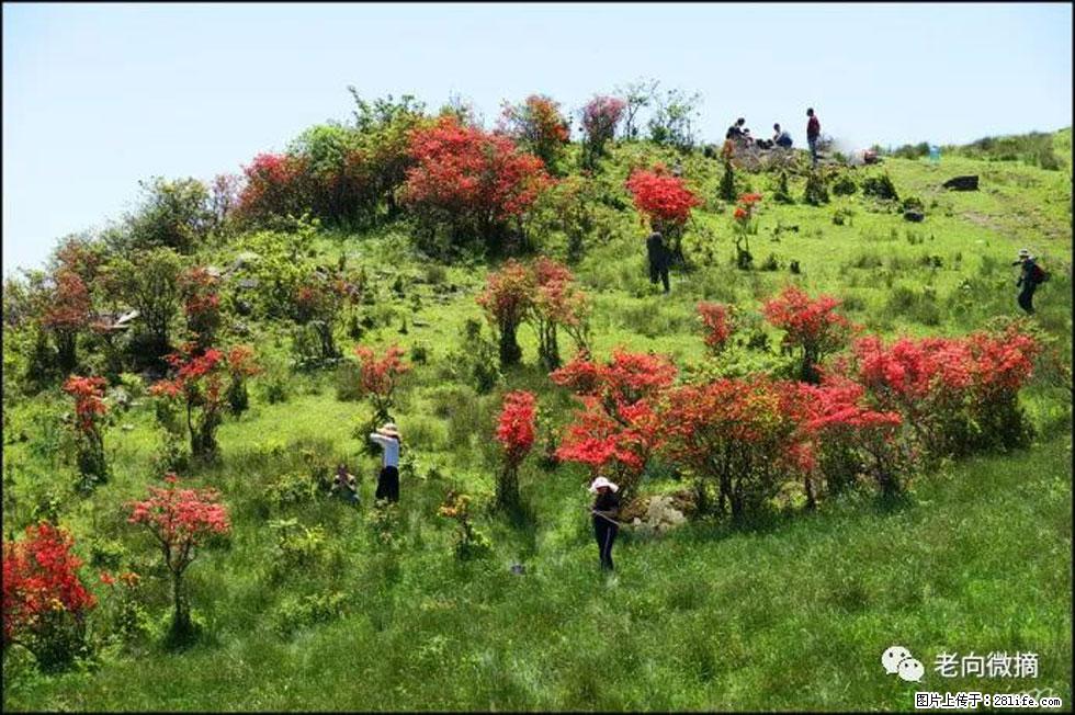 【春天，广西桂林灌阳县向您发出邀请！】宝盖山上映山红 - 游山玩水 - 广州生活社区 - 广州28生活网 gz.28life.net