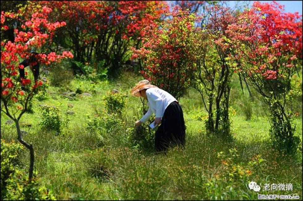 【春天，广西桂林灌阳县向您发出邀请！】宝盖山上映山红 - 游山玩水 - 广州生活社区 - 广州28生活网 gz.28life.net