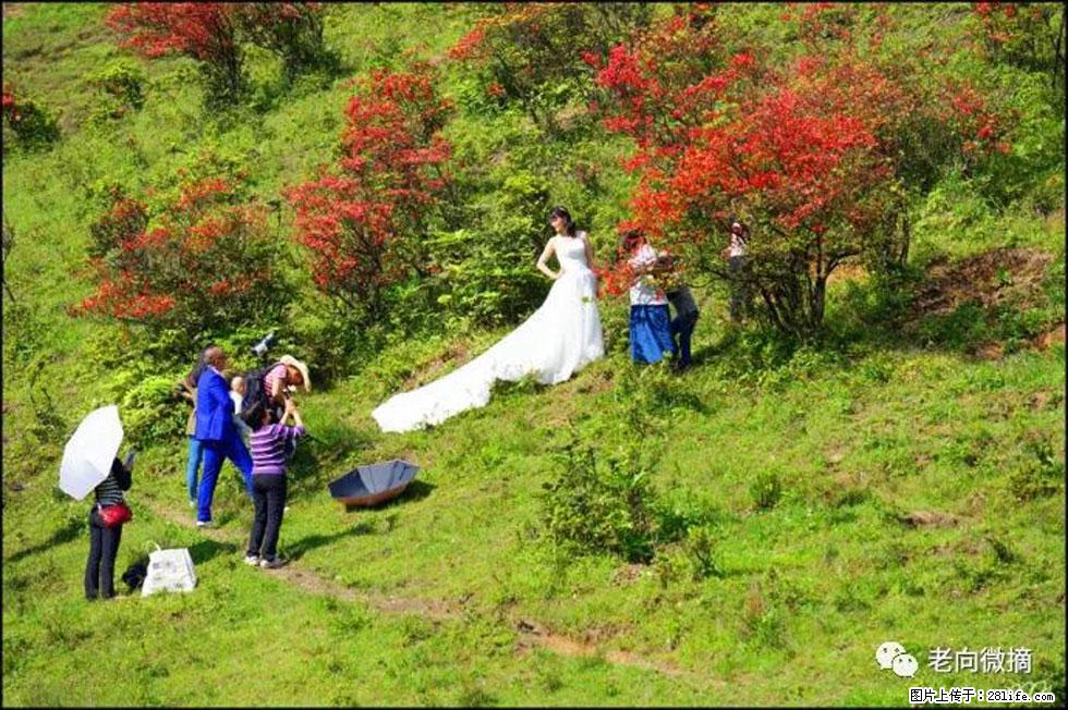 【春天，广西桂林灌阳县向您发出邀请！】宝盖山上映山红 - 游山玩水 - 广州生活社区 - 广州28生活网 gz.28life.net