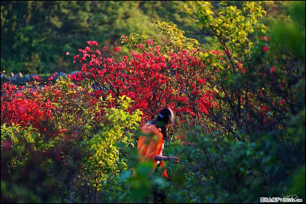 【春天，广西桂林灌阳县向您发出邀请！】春木界上映山红 - 游山玩水 - 广州生活社区 - 广州28生活网 gz.28life.net