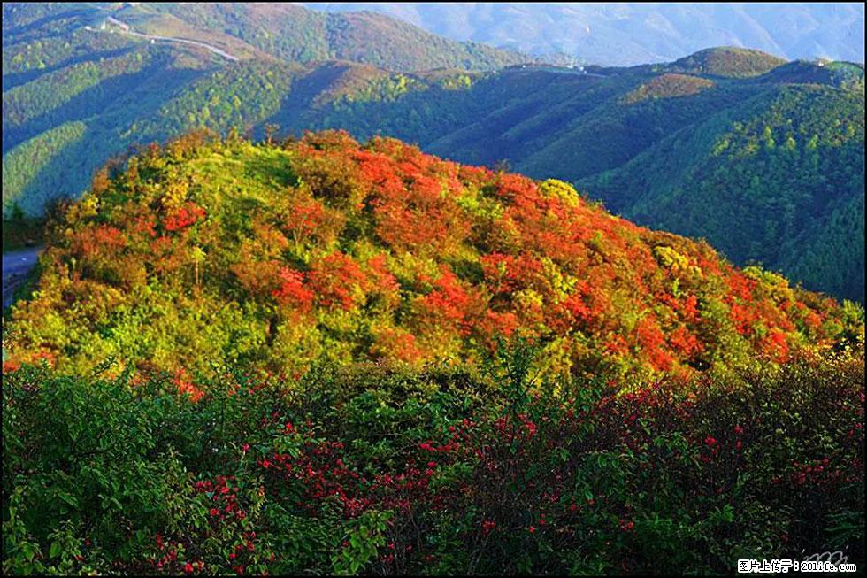 【春天，广西桂林灌阳县向您发出邀请！】春木界上映山红 - 游山玩水 - 广州生活社区 - 广州28生活网 gz.28life.net