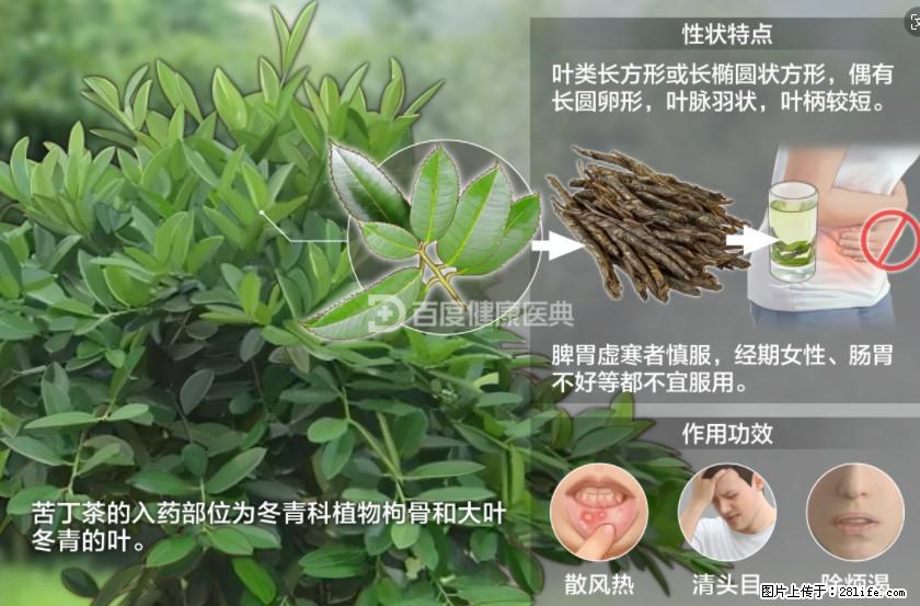 苦丁茶有哪些功效和作用 - 生活百科 - 广州生活社区 - 广州28生活网 gz.28life.net