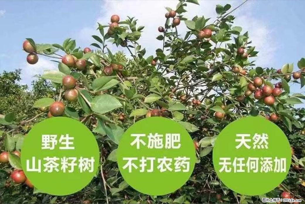【灌阳县油茶产业示范区】一个有着充实的精神生活的人，对待身外之物自会有一种淡泊的态度 - 美食天地 - 广州生活社区 - 广州28生活网 gz.28life.net