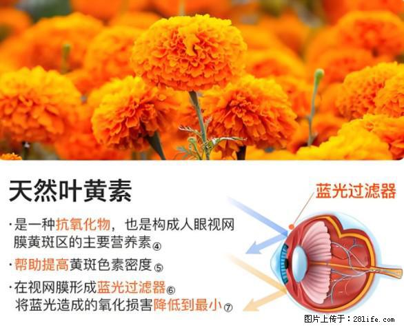 叶黄素有什么功效和作用 - 生活百科 - 广州生活社区 - 广州28生活网 gz.28life.net