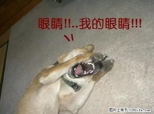 笑癫了!一女的怀孕三年未生,他终于忍不住了... - 娱乐八卦 - 广州生活社区 - 广州28生活网 gz.28life.net