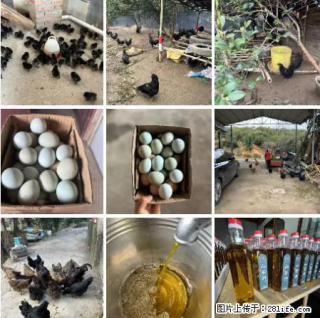 油茶园从小鸡仔开始养起的纯土鸡、土鸡蛋可以预定啦！还有前几天刚榨的纯山茶油哦 - 广州28生活网 gz.28life.net