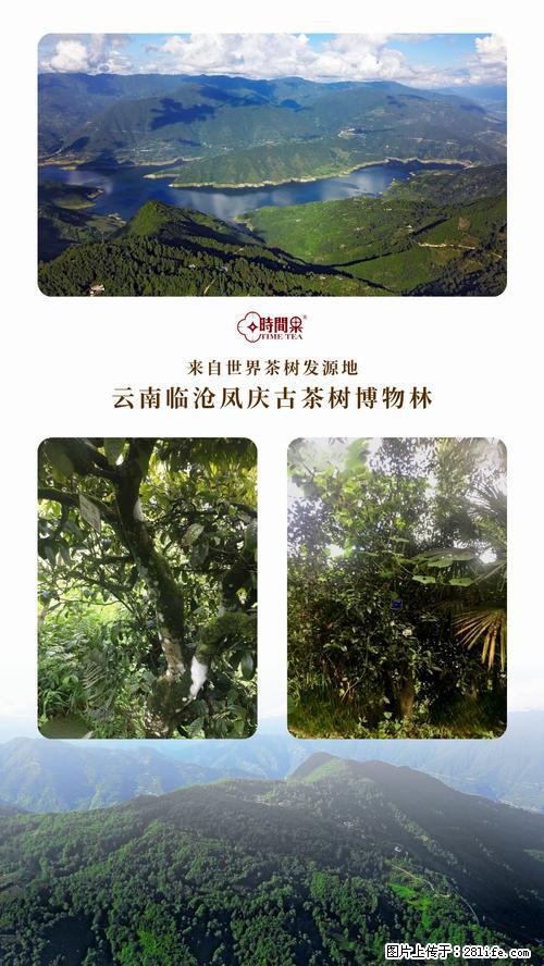 时间果百年古树2025年春红茶 - 购物交流 - 广州生活社区 - 广州28生活网 gz.28life.net