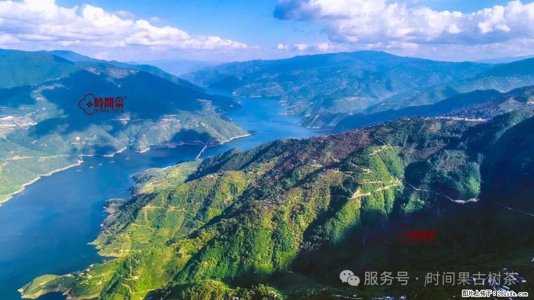 时间果百年古树龙珠普洱生茶 - 购物交流 - 广州生活社区 - 广州28生活网 gz.28life.net