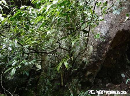 平乐石崖茶，珍贵仅次于金花茶 - 广州生活资讯 - 广州28生活网 gz.28life.net