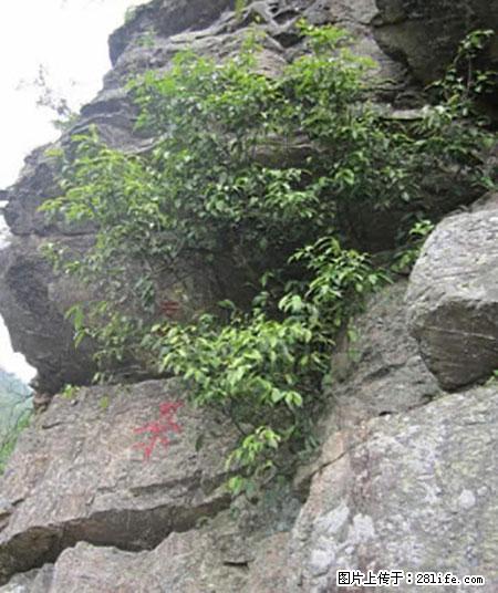 平乐石崖茶，珍贵仅次于金花茶 - 广州生活资讯 - 广州28生活网 gz.28life.net