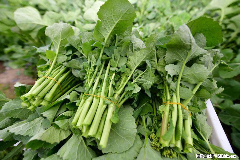 这些蔬菜是“天然钙片”，这6种被医生重点推荐 - 广州生活资讯 - 广州28生活网 gz.28life.net